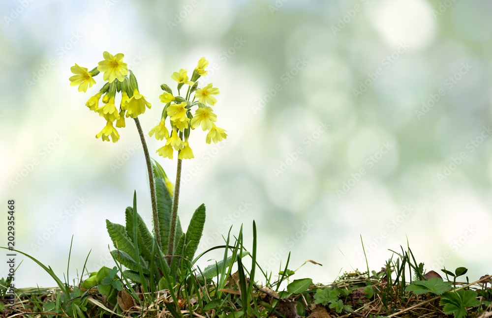 Flowering plant primrose (Primula elatior, oxlip) in grass on defocused of natural background with space for text