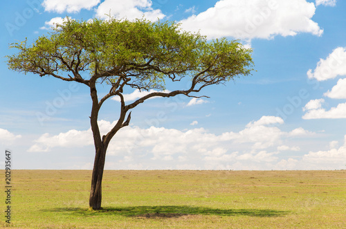 nature, landscape and african wildlife concept - acacia tree in maasai mara national reserve savannah in africa