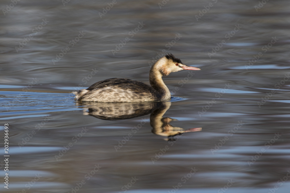 Haubentaucher (Podiceps cristatus) Haubentaucher (Podiceps cristatus)