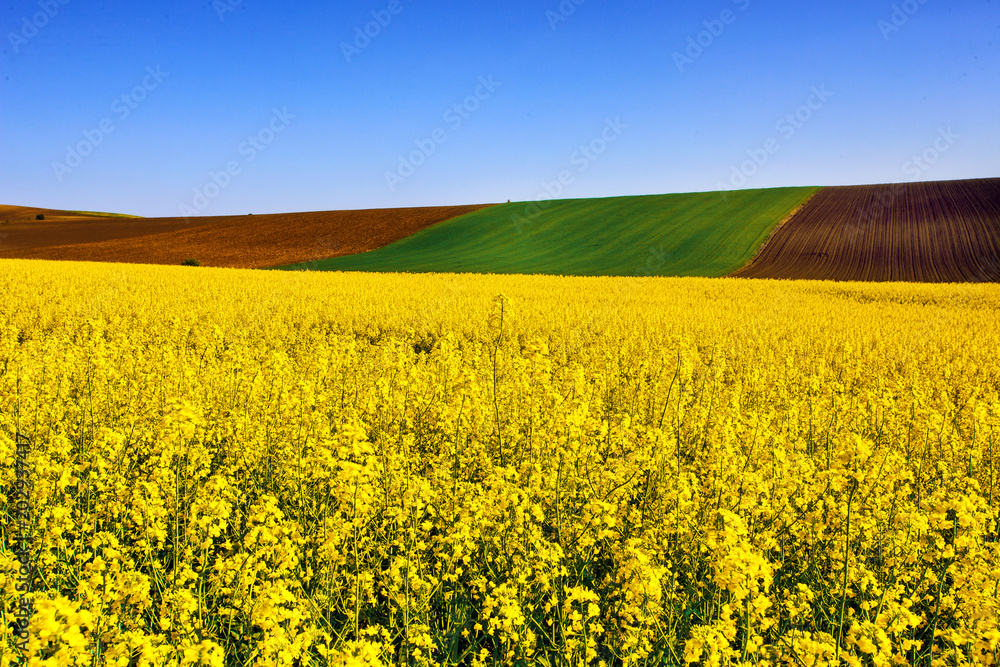 Agricultural landscape. A field of blooming canola. Danubian Plain Bulgaria. Agricultural landscape. A field of blooming canola. Danubian Plain Bulgaria.