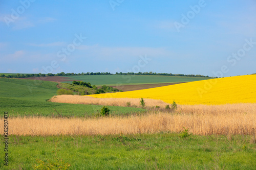 Agricultural landscape. A field of blooming canola. Danubian Plain Bulgaria.
