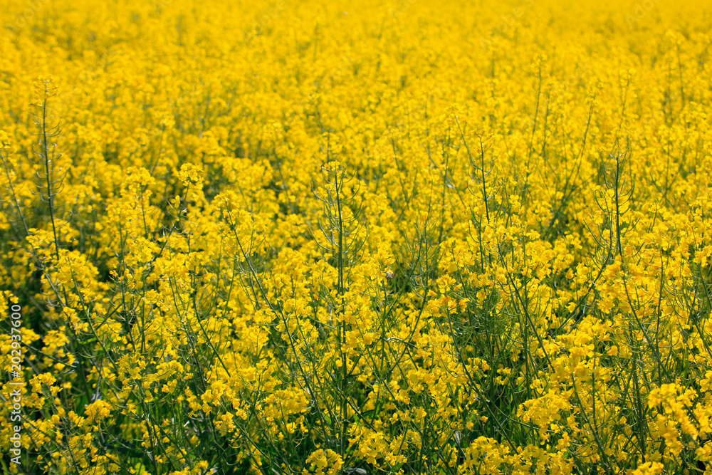 Agricultural landscape. A field of blooming canola. Danubian Plain Bulgaria. Agricultural landscape. A field of blooming canola. Danubian Plain Bulgaria.