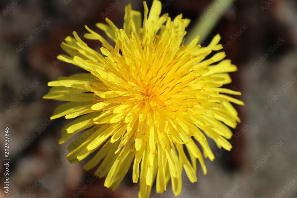 dandelion dandelion