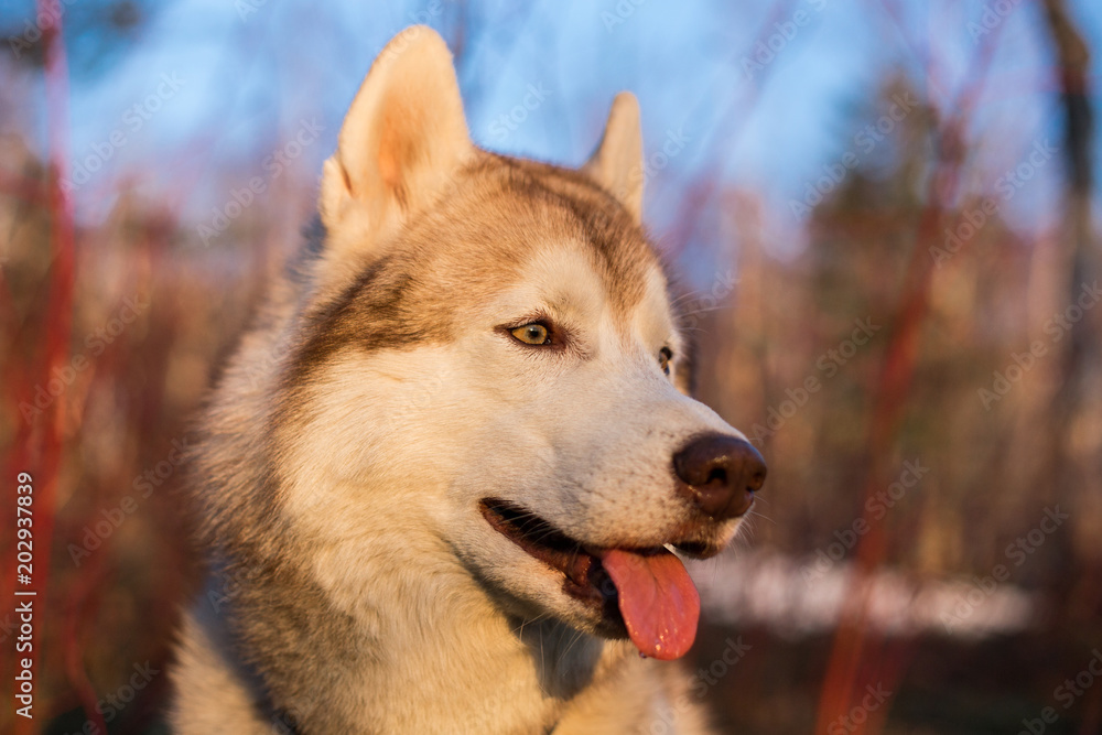 Image of Beige and White Husky dog with tonque out in the forest enjoying the golden sunset. Profile portrait of free and beautiful dog breed Siberian husky on red bush and blue sky background
