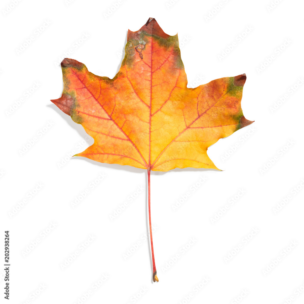 Autumn leaf isolated on white background Autumn leaf isolated on white background