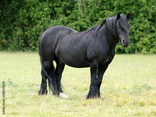 Black Horse © Nigel Baker