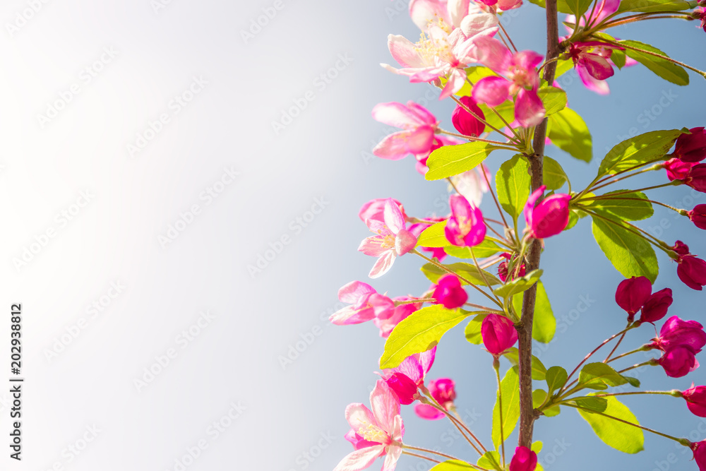 Gorgeous Spring cherry flowers at smooth background