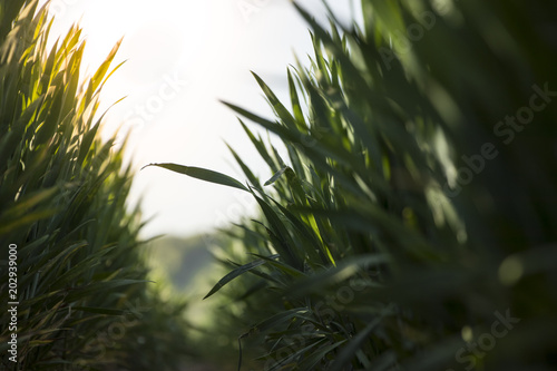 Macro shot of long grasses