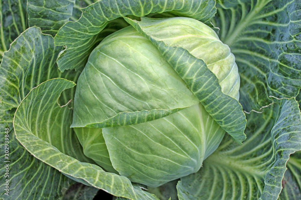 Head of fresh cabbage with a lot of leaves.