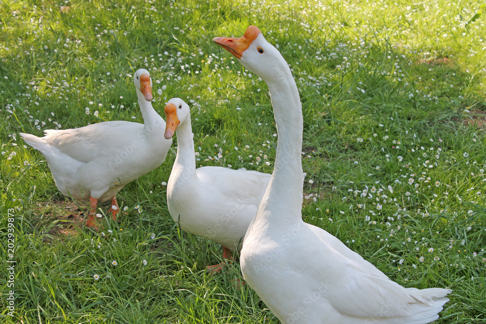 White goose on green meadow.