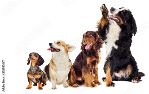 set of dogs looking sideways and upwards