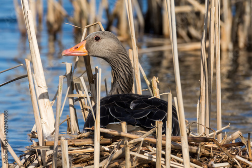 greylag goose  geese, anser anser photo