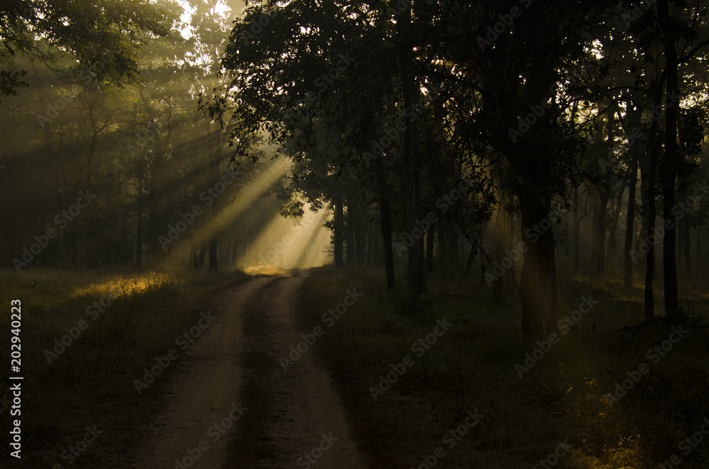 Morning sun rays coming through the canopy of trees inside pench tiger reserve