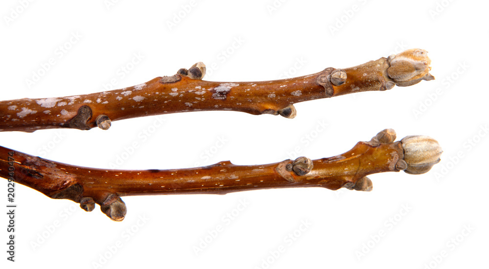 Branch of a nut tree with cones on an isolated white background. Branch of a nut tree with cones on an isolated white background.