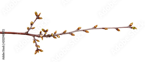 Fotografie, Obraz Cherry tree branch with swollen buds on isolated white background