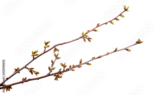 Cherry tree branch with swollen buds on isolated white background.
