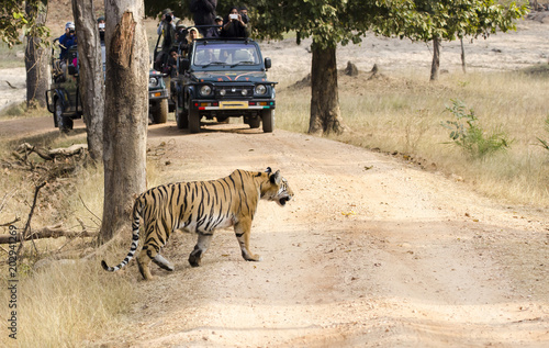 An adult tiger patrolling its territory on a cold winter morning inside pench national park