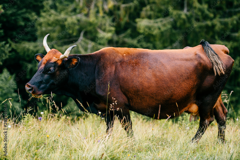 Closeup grazing at mountain field cow portrait. Bull funny muzzle on pasture looking at camera. Highland agriculture. Healthy cattle breeding. Farm animal. Alpine stock raising. Mammal beast outdoor Closeup grazing at mountain field cow portrait. Bull funny muzzle on pasture looking at camera. Highland agriculture. Healthy cattle breeding. Farm animal. Alpine stock raising. Mammal beast outdoor