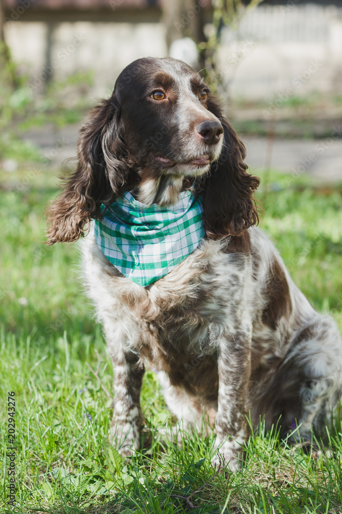 Brown spotted russian spaniel on the green grass Brown spotted russian spaniel on the green grass