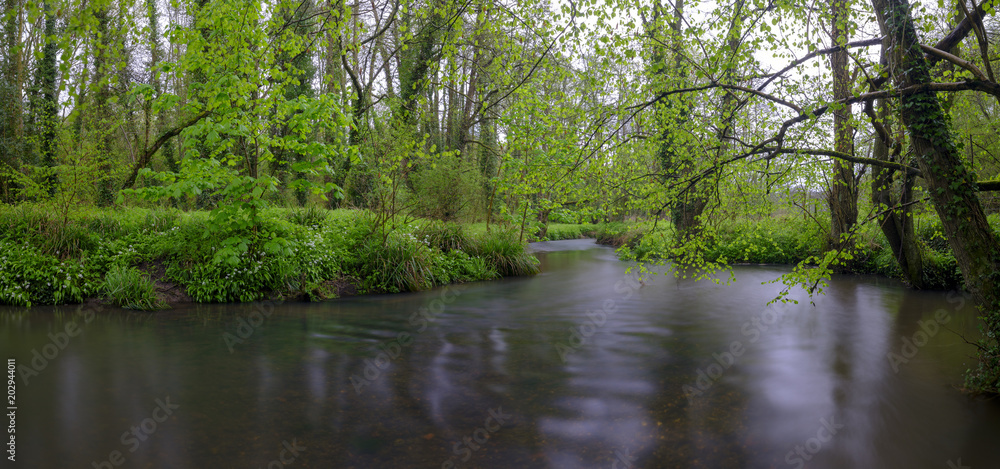 Fototapeta premium Wild Garlic - Ransoms - and the River Hamble in Spring, Hampshire, UK