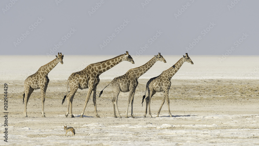 Αυτοκόλλητο Giraffes in Etosha salt pan in Namibia.