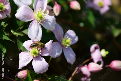 Clematis montana  Waldrebe  Kletterpflanze