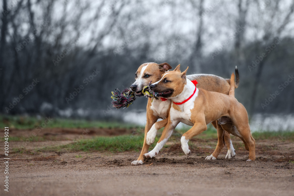 Ταπετσαρία two pit bull terrier dogs playing with a rope toy