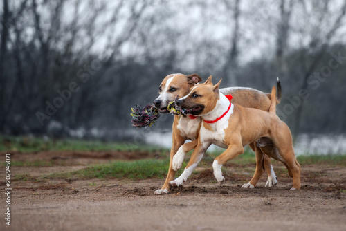 Photography two pit bull terrier dogs playing with a rope toy