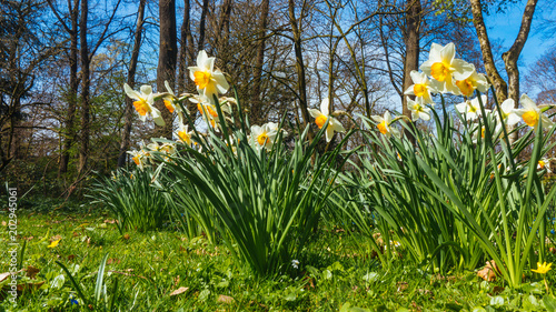 narcissus groving from the green grass photo