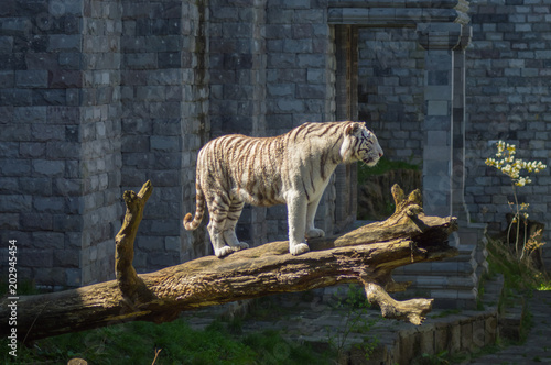 White tiger lying in the grass in an animal park