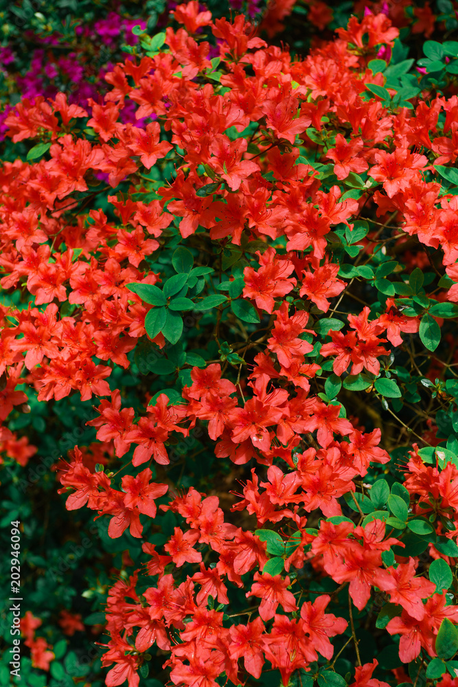 Red azalea bush in the garden