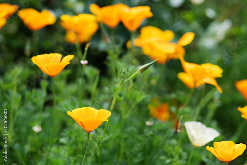オレンジ色のカリフォルニアポピーの花