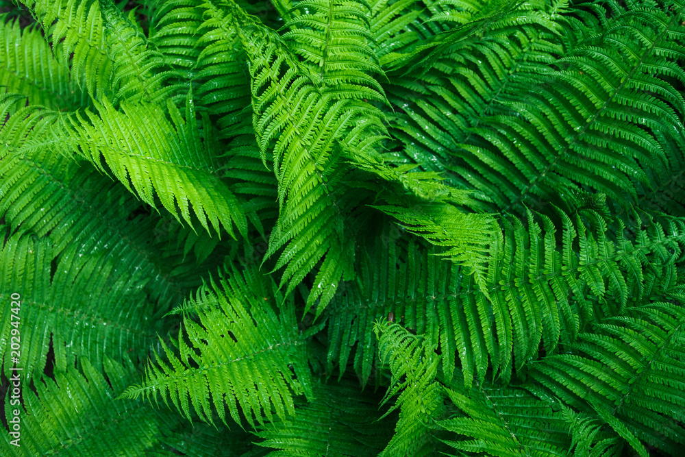 Beautyful ferns leaves. Tropical Fern Bushes Beautyful ferns leaves. Tropical Fern Bushes