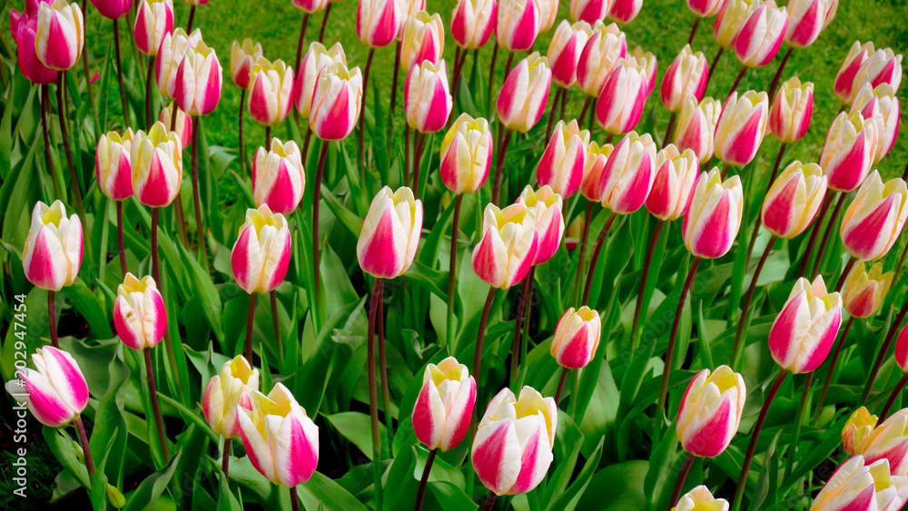 Obraz premium colorful tulips. tulips in spring