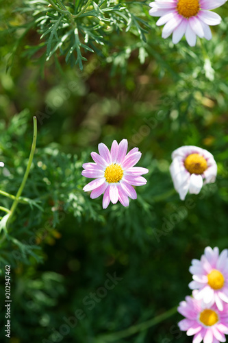 ピンクと白のデイジーの花のアップ