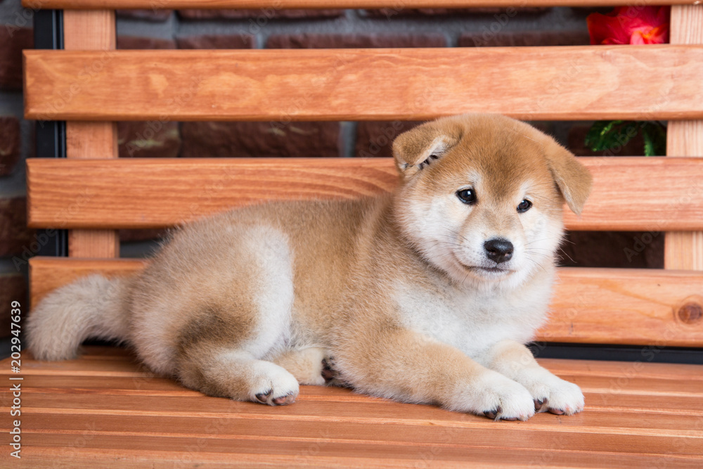 Japanese Shiba inu puppy resting on a bench Japanese Shiba inu puppy resting on a bench