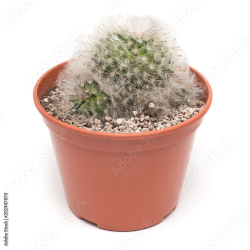 Cactus with long thorns in a pot isolated on white background. Flat lay, top view