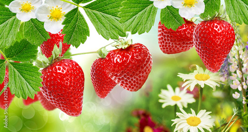 ripe garden strawberries