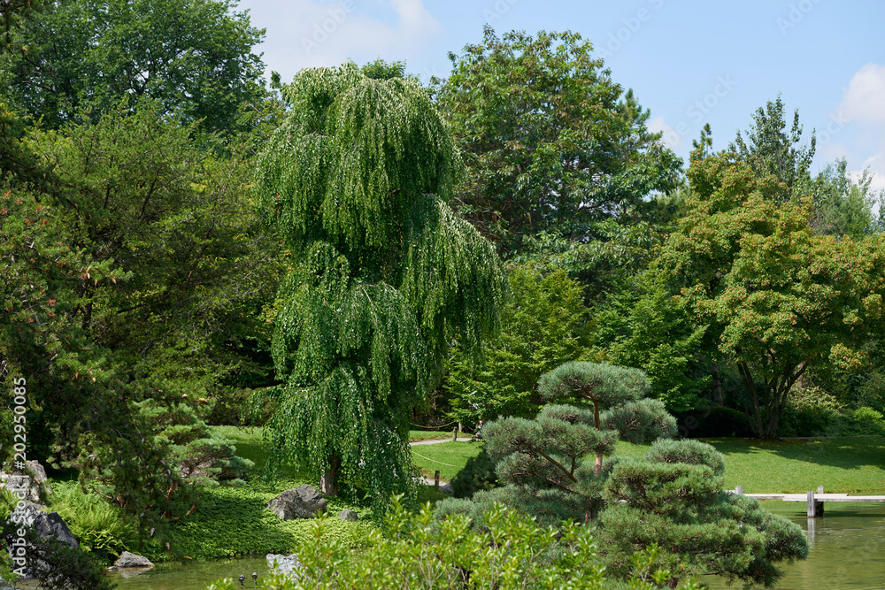 bonsai tree pine Park nature forest landscape design