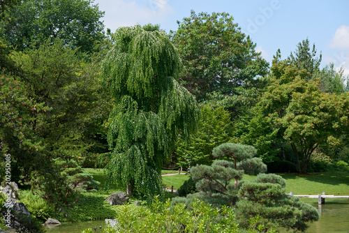 bonsai tree pine Park nature forest landscape design