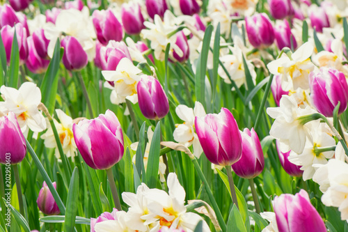 Fototapeta Naklejka Na Ścianę i Meble -  Springtime flower. A garden with tulips and daffodils.