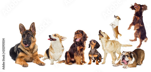 Fototapeta Naklejka Na Ścianę i Meble -  set of dogs looking