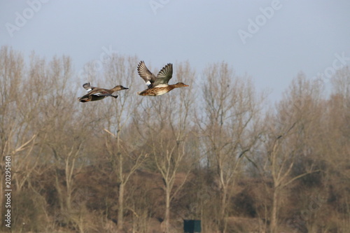 Flying Ducks