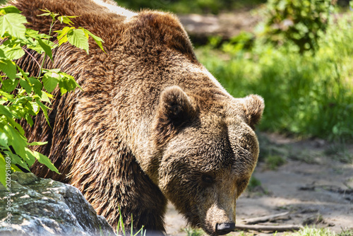 A big brown bear rests in the summer sun