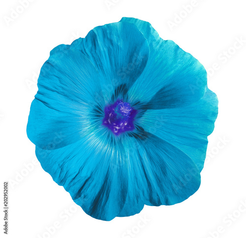 Flower cyan blue Lavatera  isolated white background with clipping path.  Closeup with no shadows. Element of design. © afefelov68