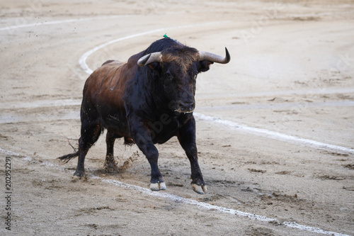 Fighting bull running