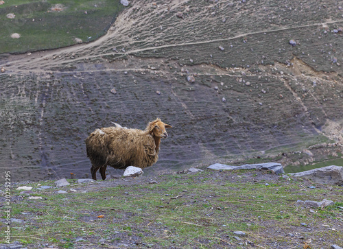 Sheep grazing on mountain s...