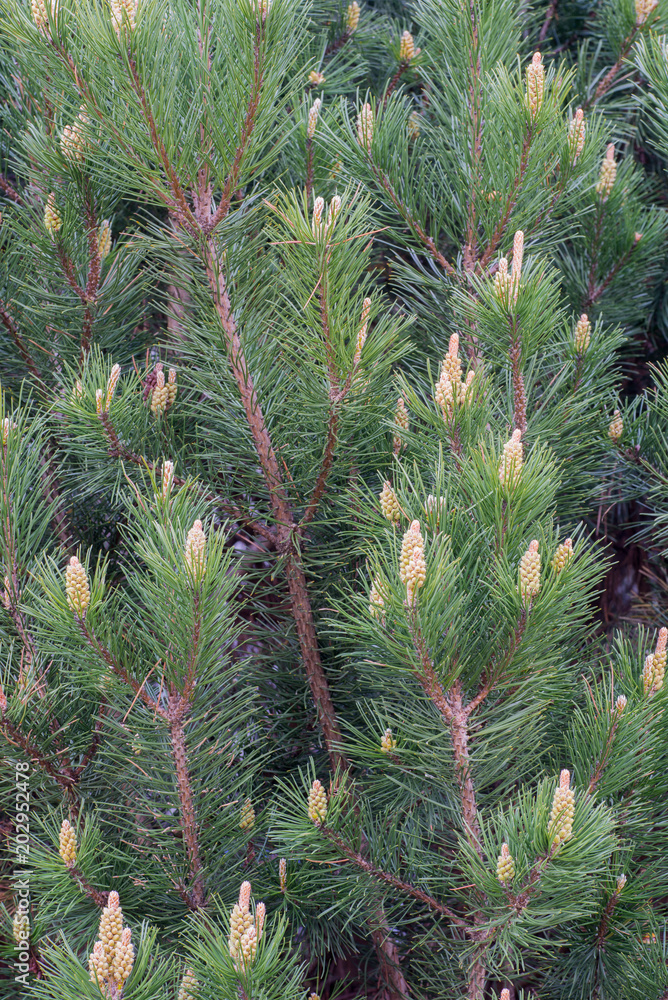 flowering spring pine branches flowering spring pine branches
