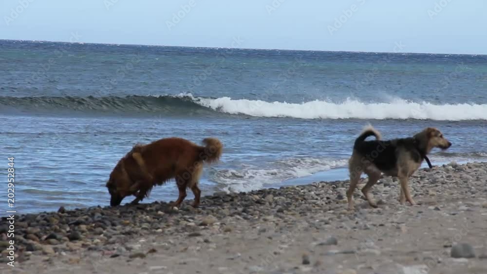 Dogs in the beach Dogs in the beach
