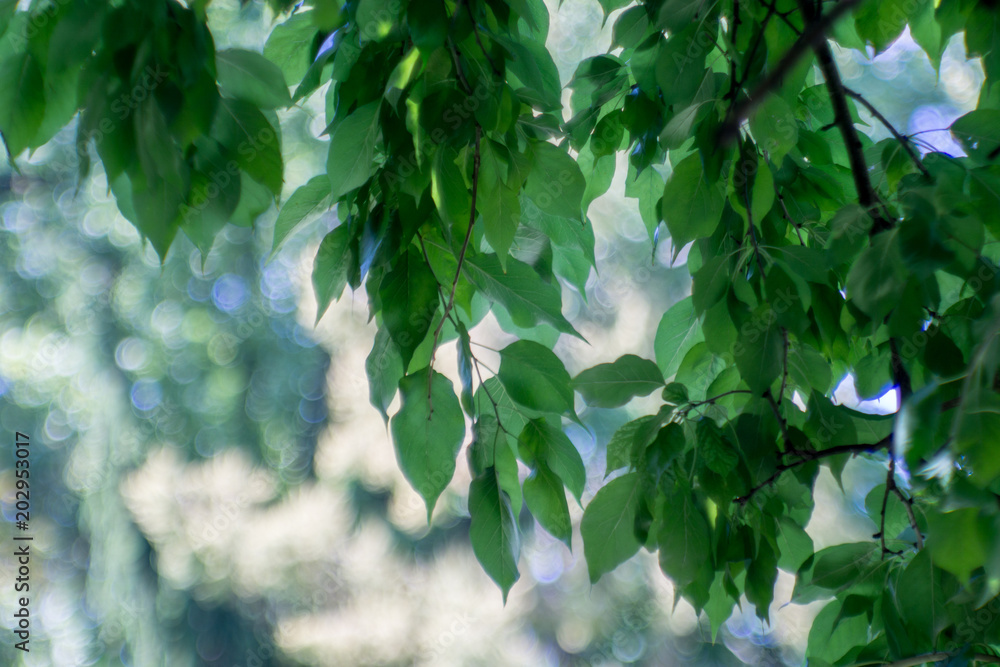 Obraz premium Leaves in the forest, spring